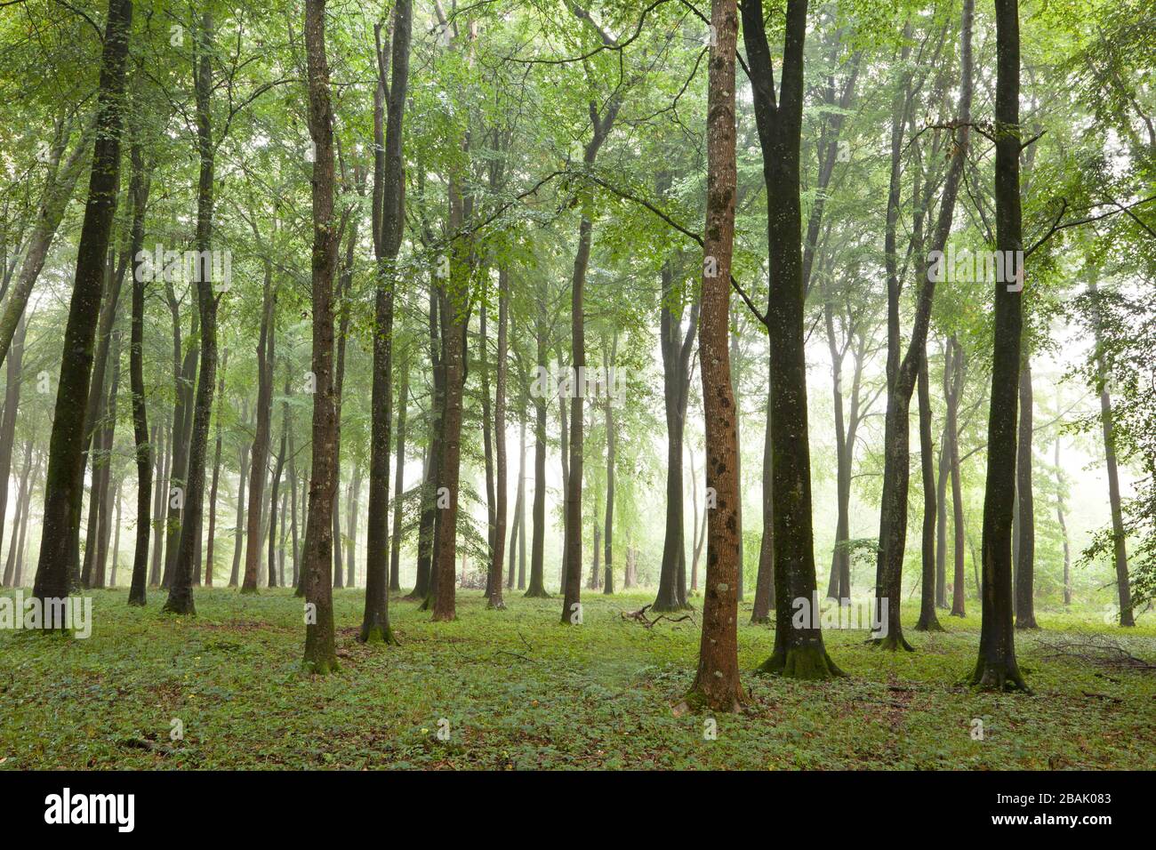 A stand of beech trees in Grovely Wood near Wilton in Wiltshire. Stock Photo