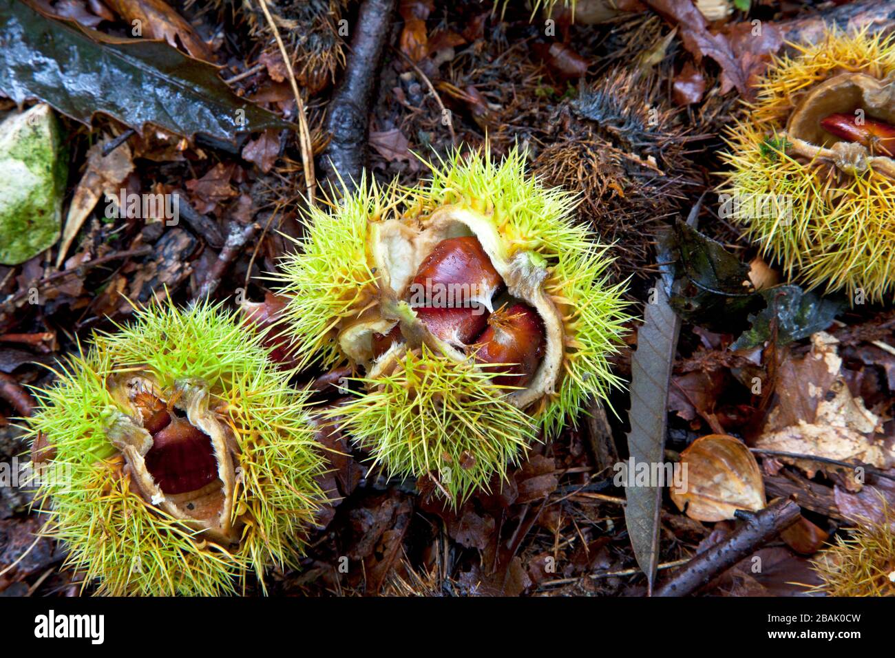 Fallen sweet chestnuts in Grovely Wood in Wiltshire. Stock Photo