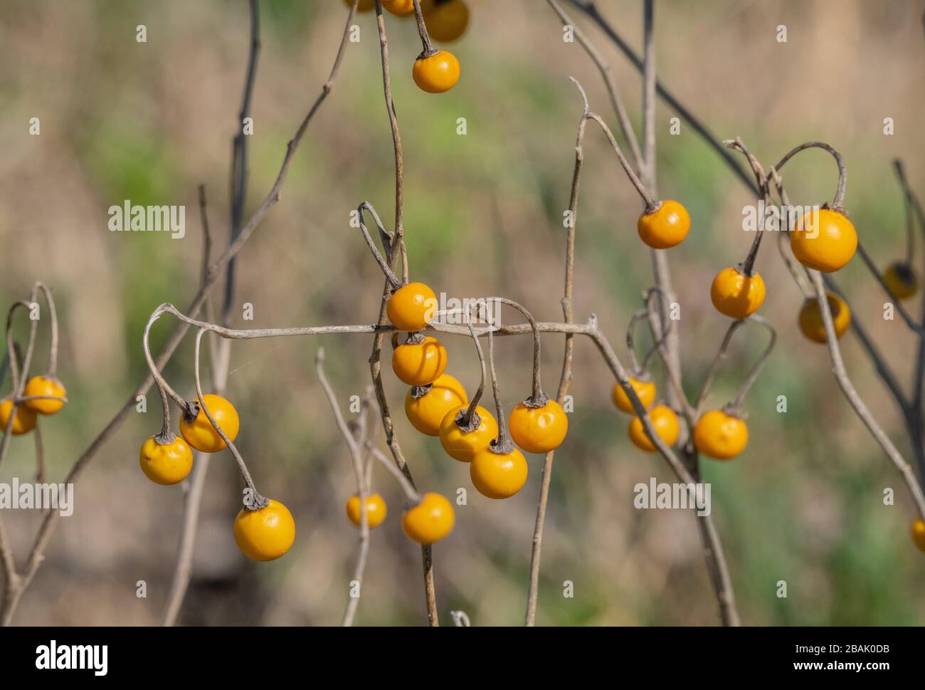 Yellow berries of Hairy nightshade, Solanum villosum, in winter, Greece. Stock Photo