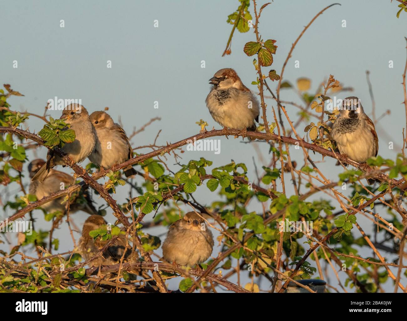 Group of House sparrows, Passer domesticus, perched in bramble bush
