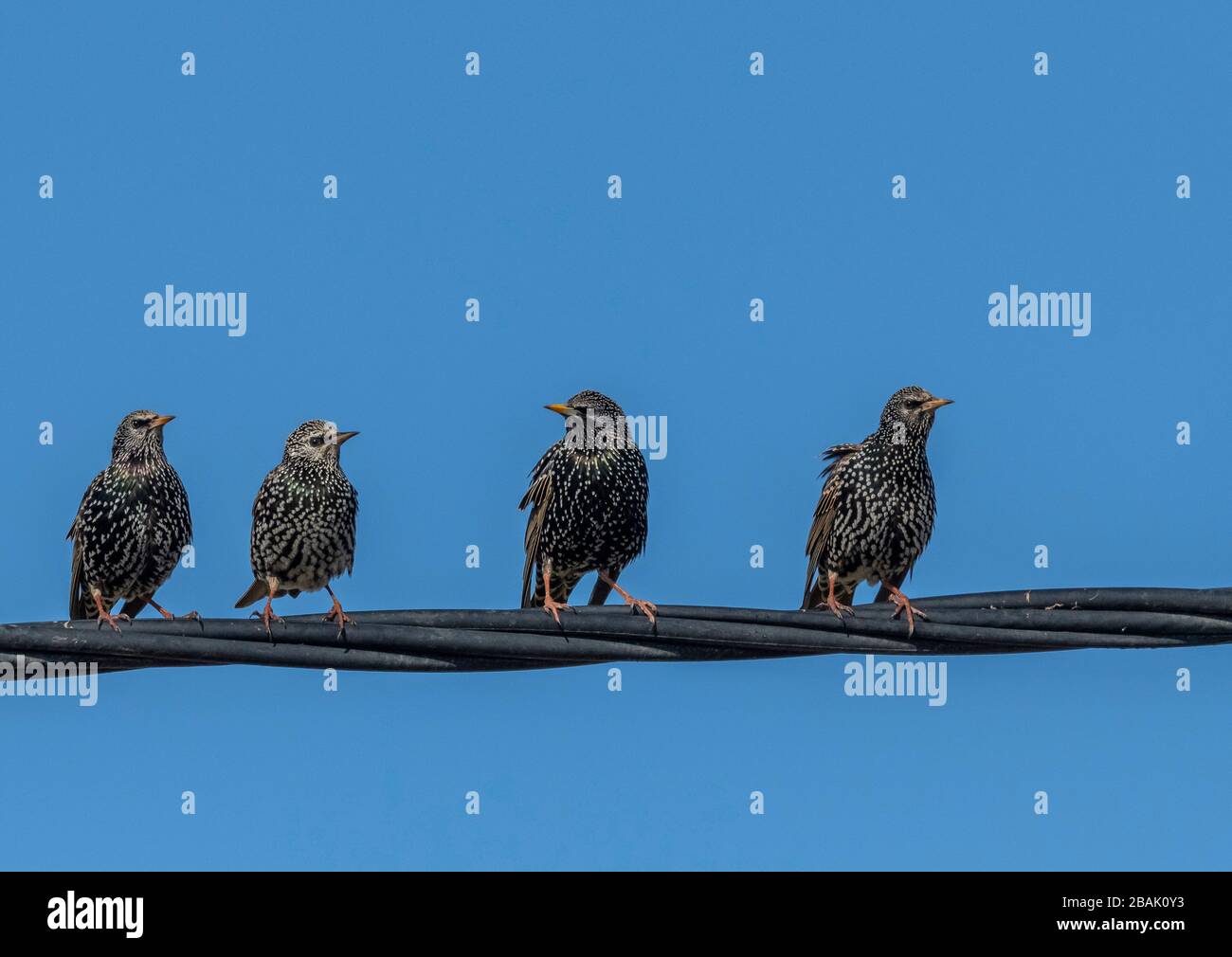 Group of Common starlings, Sturnus vulgaris, on telephone wire, in early spring. Stock Photo