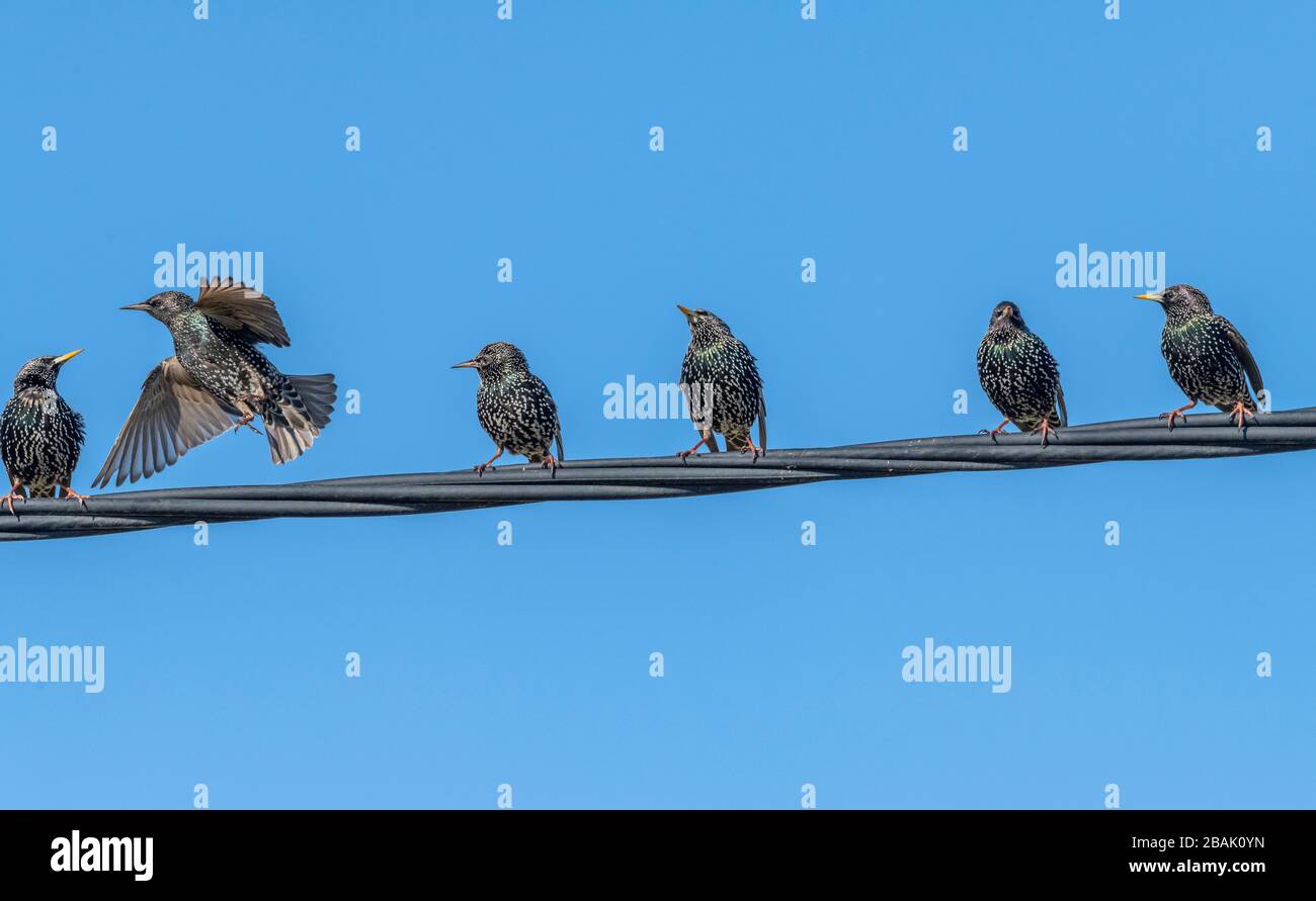 Group of Common starlings, Sturnus vulgaris, on telephone wire, in early spring. Stock Photo