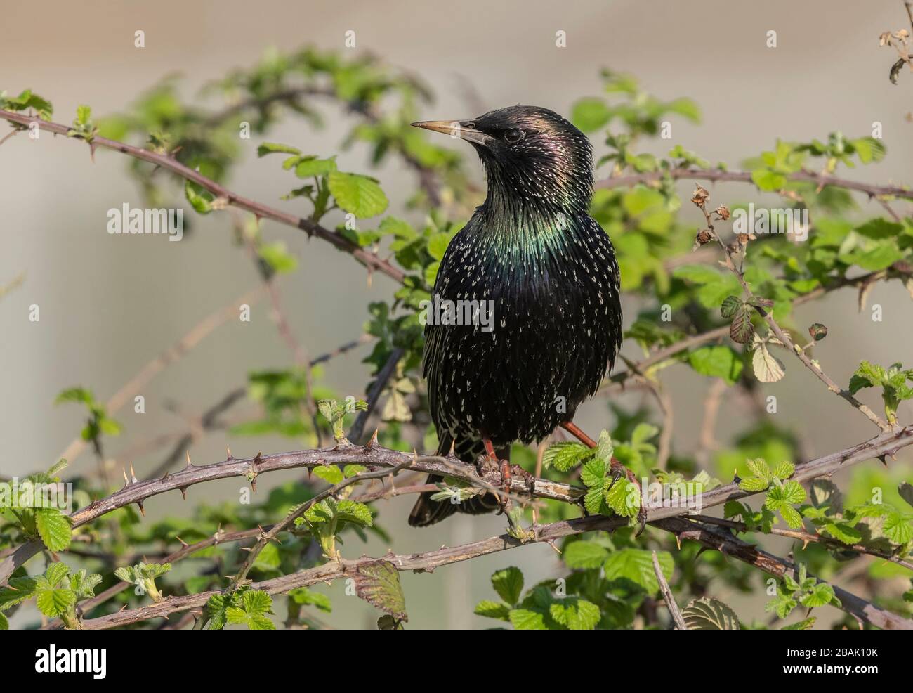 Common starling, Sturnus vulgaris, perched in bramble bush, in early spring. Stock Photo