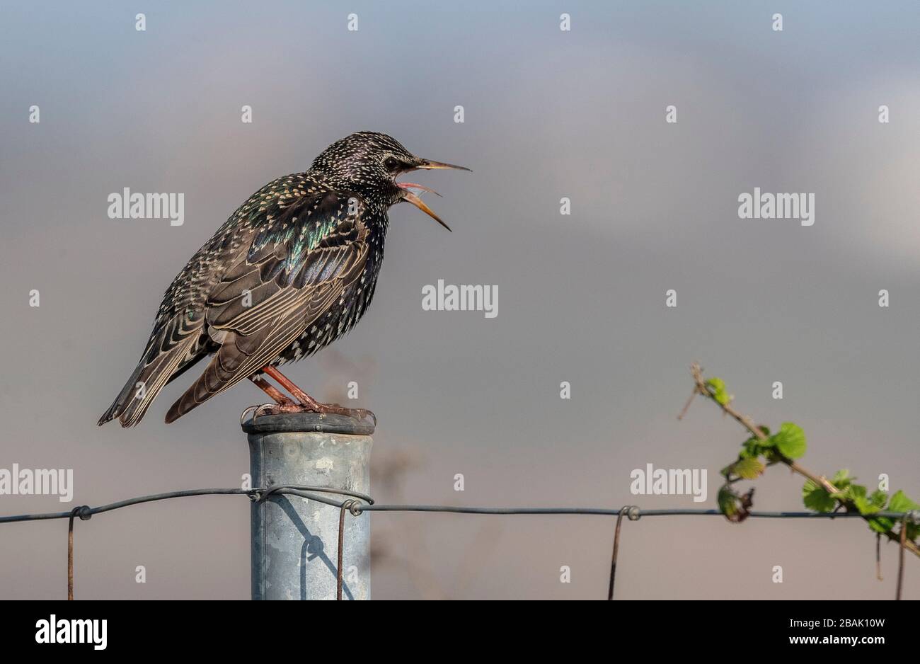 Common starling, Sturnus vulgaris, perched on fence post, in early spring plumage. Stock Photo