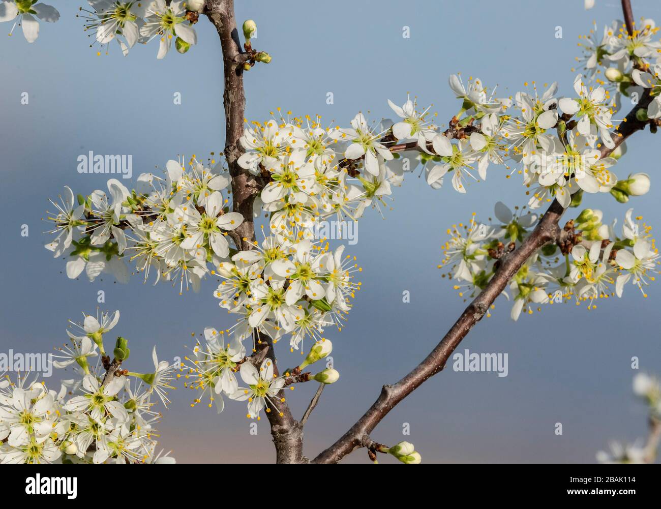 Blackthorn, Prunus spinosa, blossom in early spring, before the leaves ...