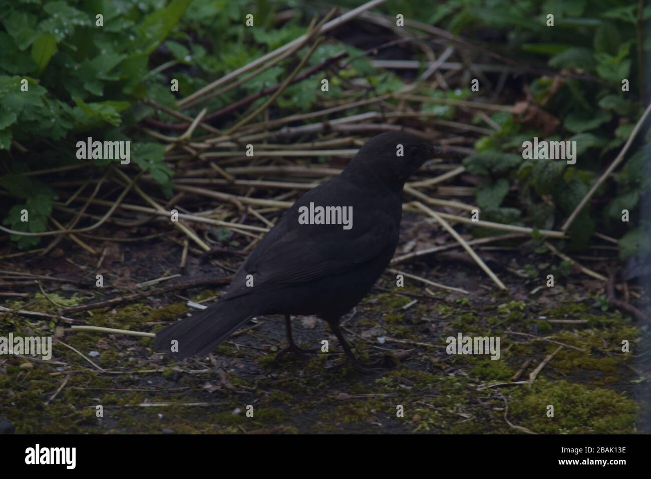 Image of a blackbird foraging for food Stock Photo