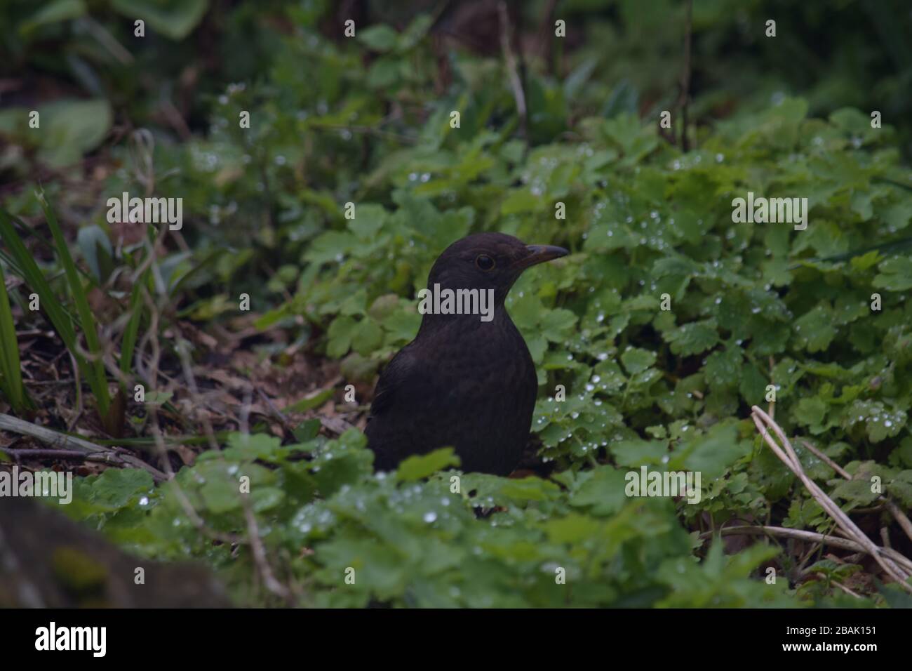 Image of a blackbird foraging for food Stock Photo