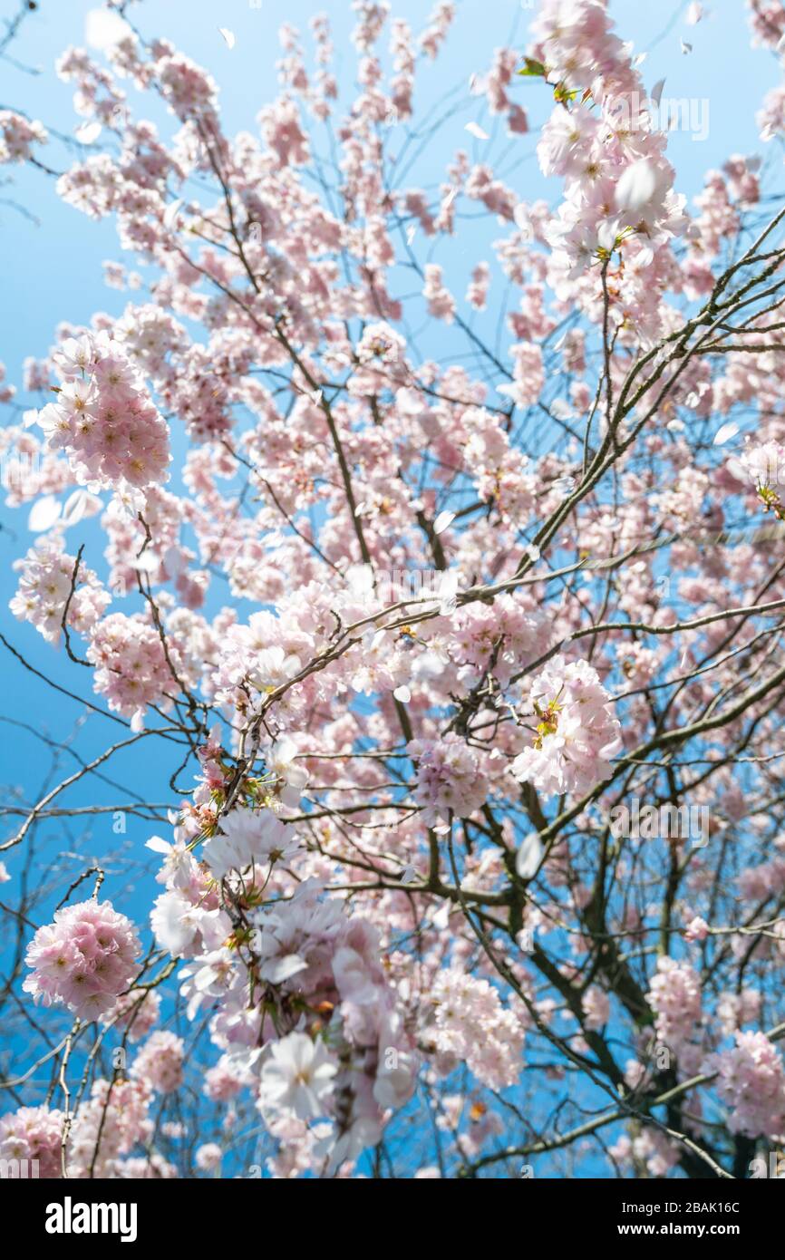 Cây anh đào Sakura là bức tranh rực rỡ trong văn hóa Nhật Bản, mang đến cho bạn một cảm giác của sự mộc mạc và thanh bình. Hãy tận hưởng những hình ảnh đẹp của cây anh đào Sakura, với lá cây màu hồng tím mềm mại và bông hoa đầy sức sống, để tạm xa chút đi những lo toan của cuộc sống thường ngày.