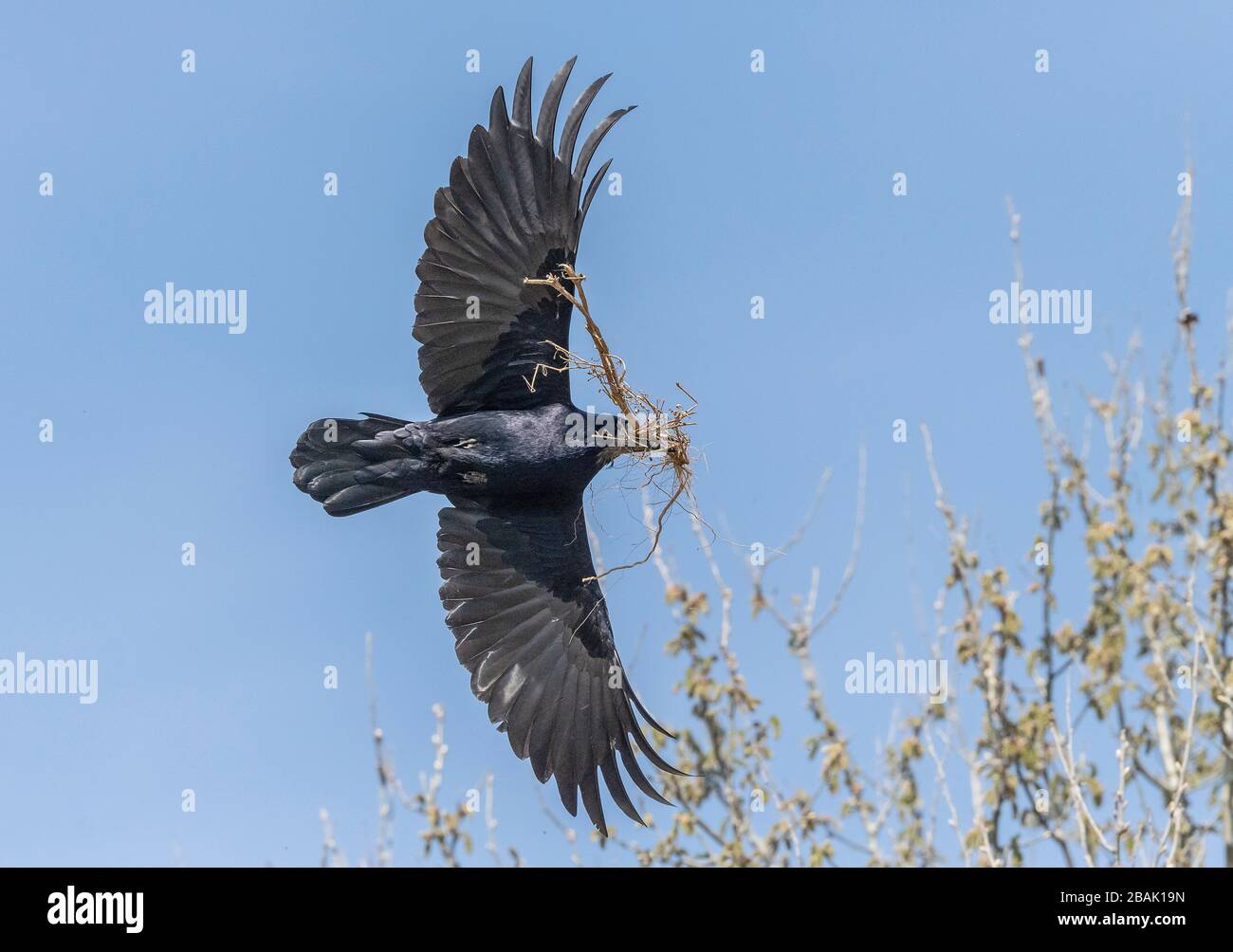 Rook, Corvus frugilegus, bringing stick in for nest-building at rookery. Stock Photo