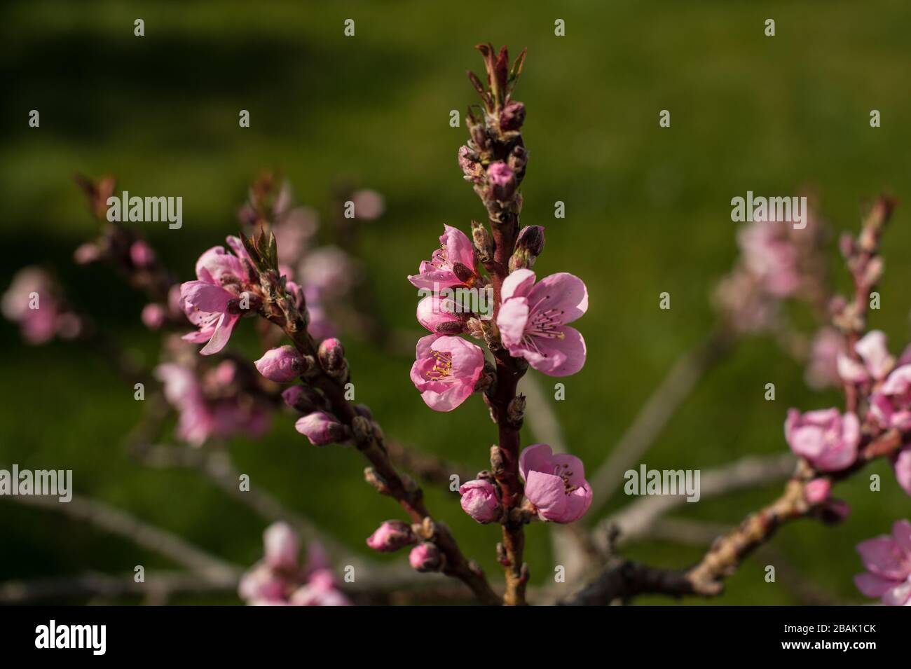 Dwarf nectarine tree in bloom Stock Photo Alamy