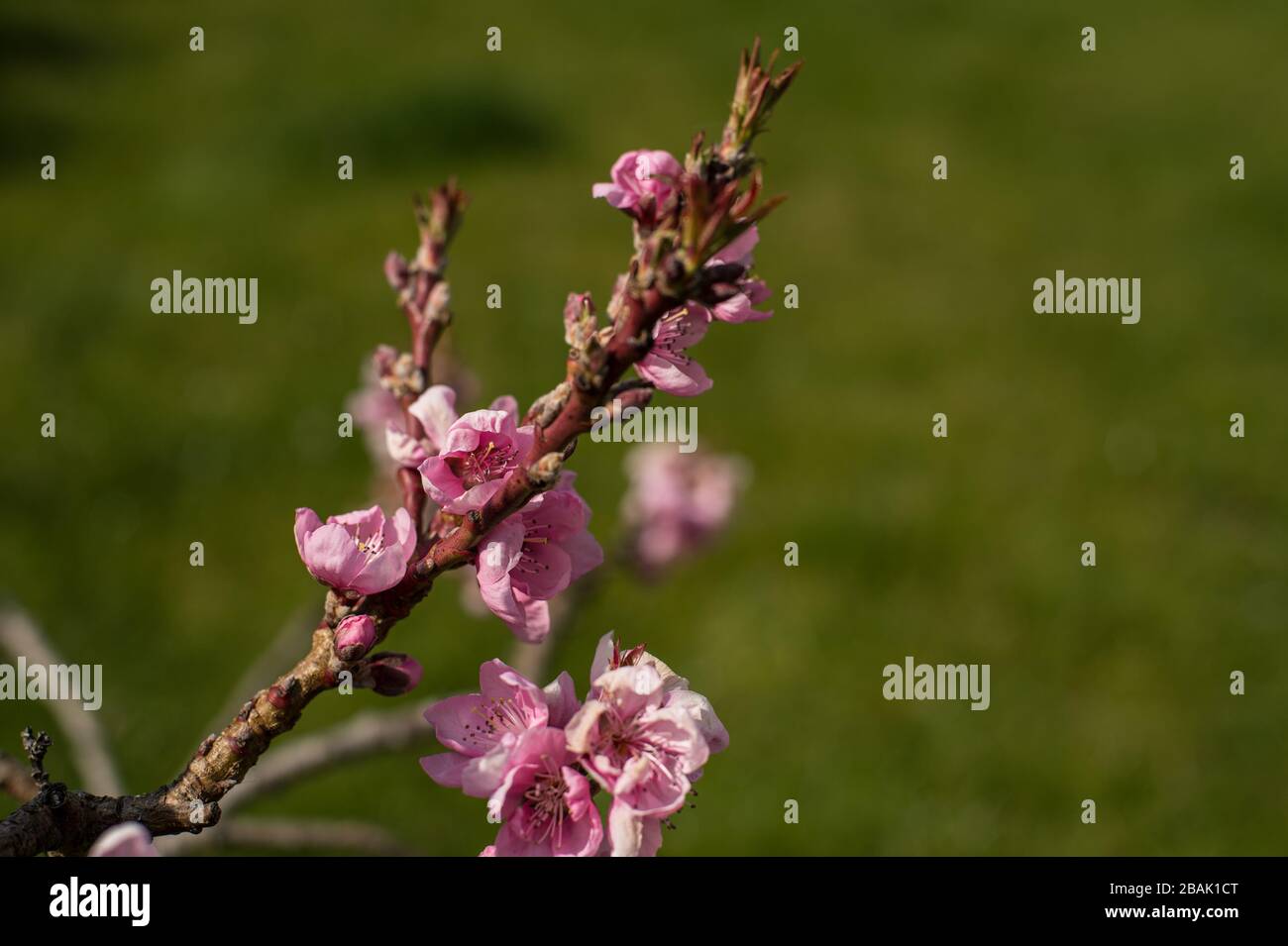 Dwarf nectarine tree in bloom Stock Photo Alamy