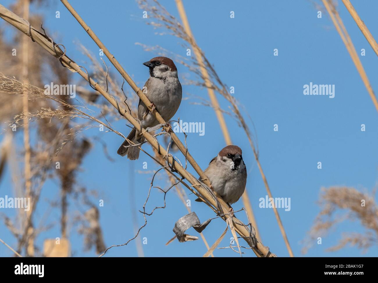 Tree Sparrows,  Passer montanus, perched among reeds. Stock Photo