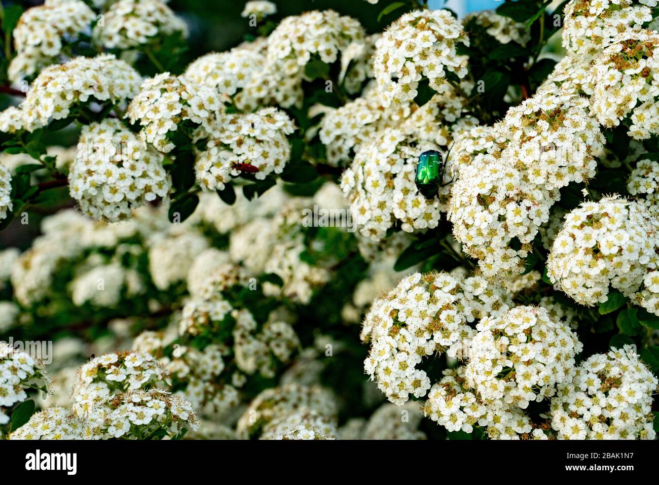 Blooming spirea or meadowsweet. Branches with white flowers. Beetle Eats Nectar Stock Photo