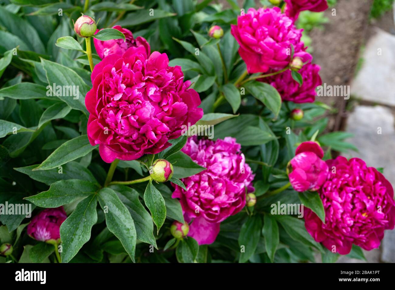 Red peony flower on a background of green leaves in the garden Stock Photo