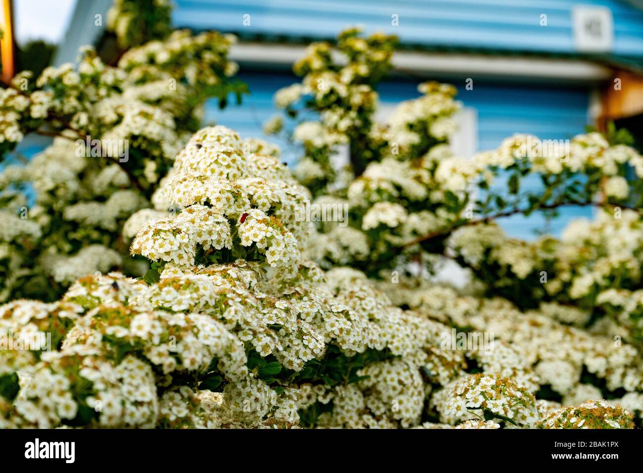 Blooming spirea or meadowsweet. Branches with white flowers Stock Photo
