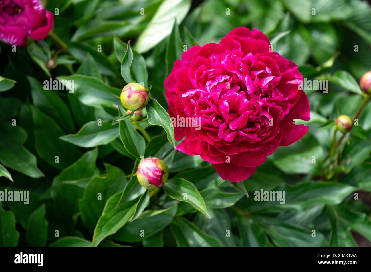 Red peony flower on a background of green leaves in the garden Stock Photo