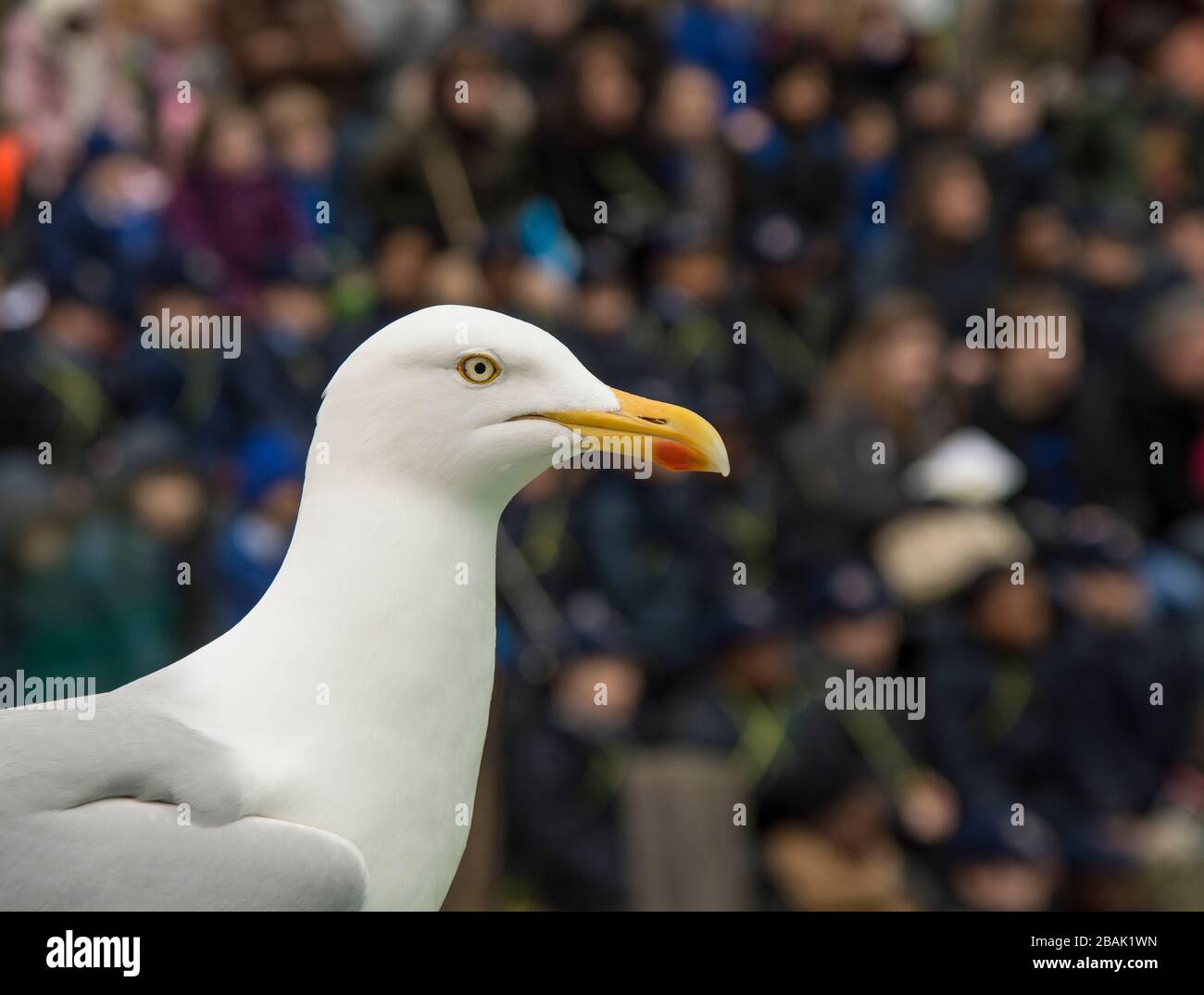 Herring Gull Stock Photo