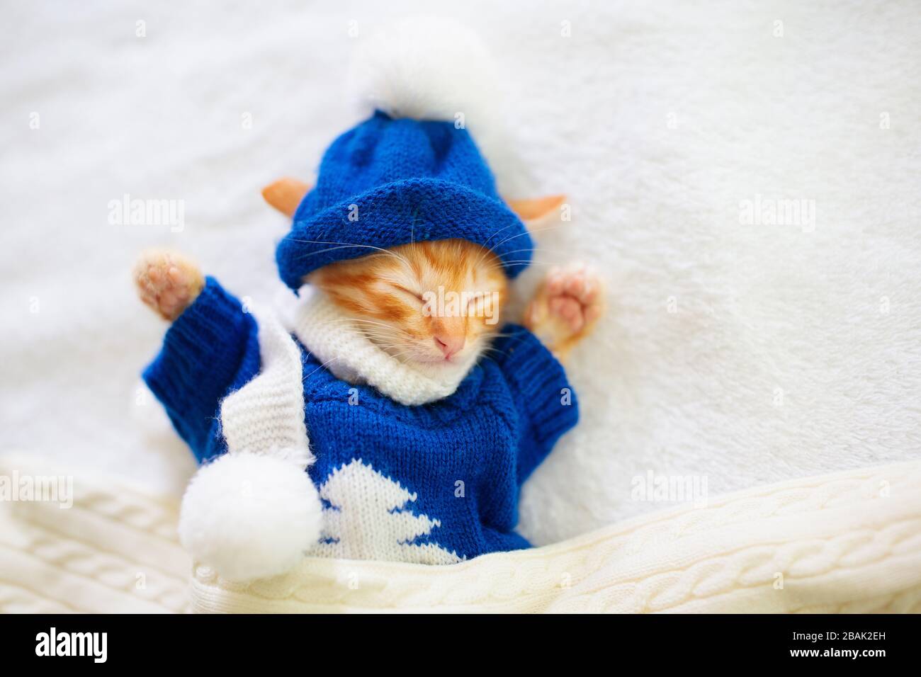 Newborn cat baby blanket hi-res stock photography and images - Alamy