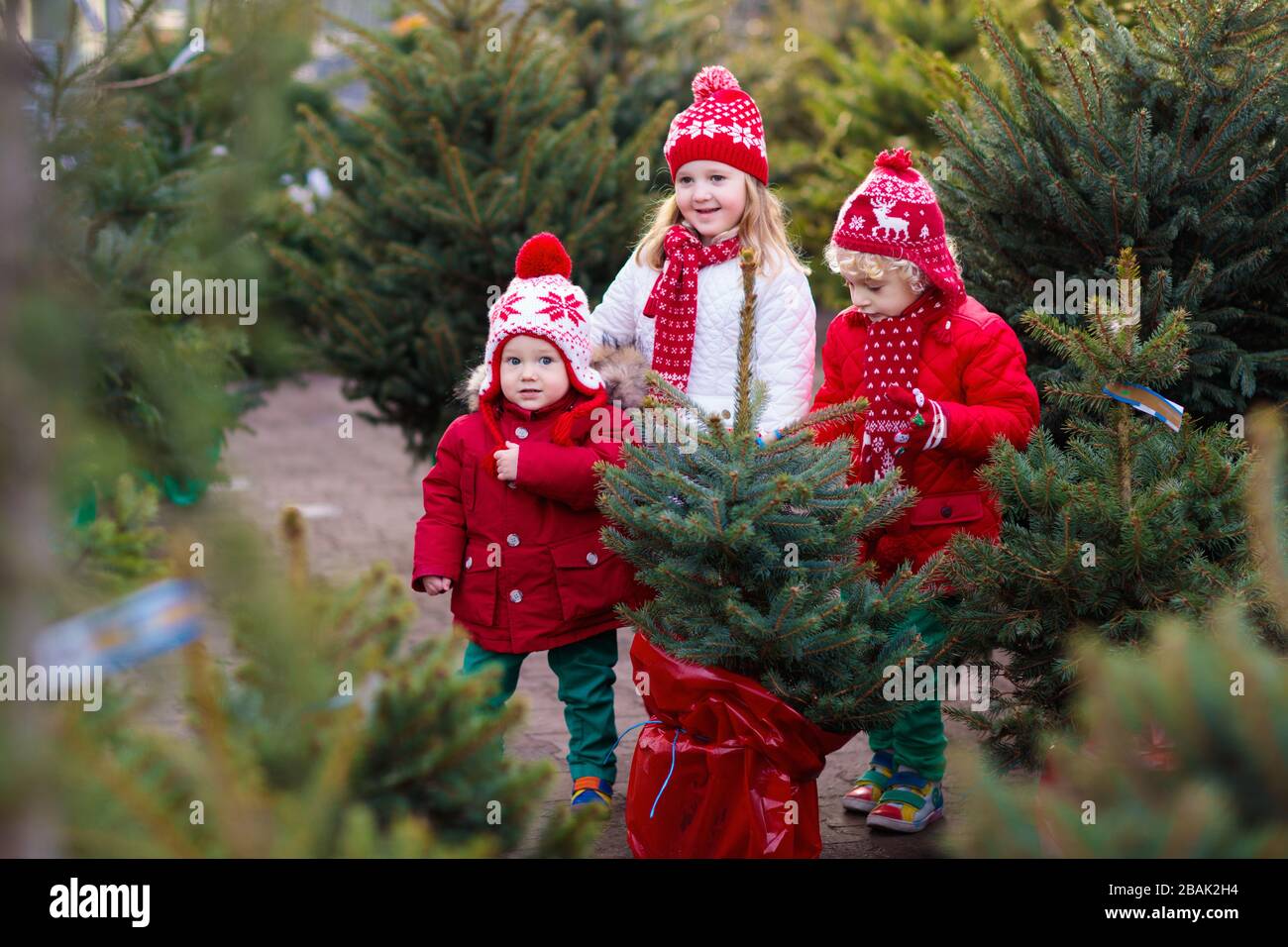 Family selecting Christmas tree. Kids choosing freshly cut Norway Xmas tree at outdoor lot. Children buying gifts at winter fair. Boy and girl shoppin Stock Photo