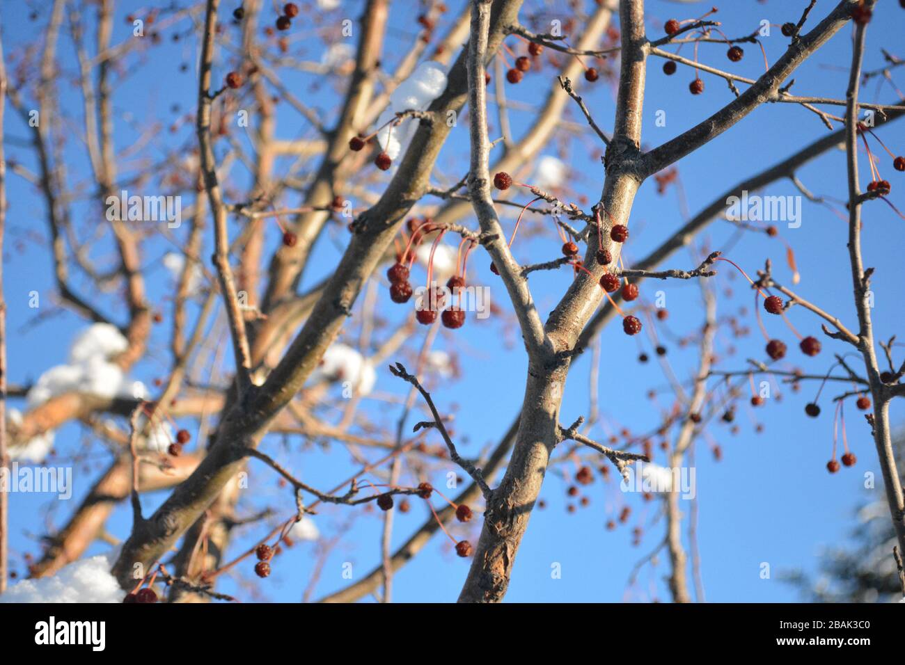 Snowcovered Crab Apples Tree Branch in Winter Stock Photo Alamy