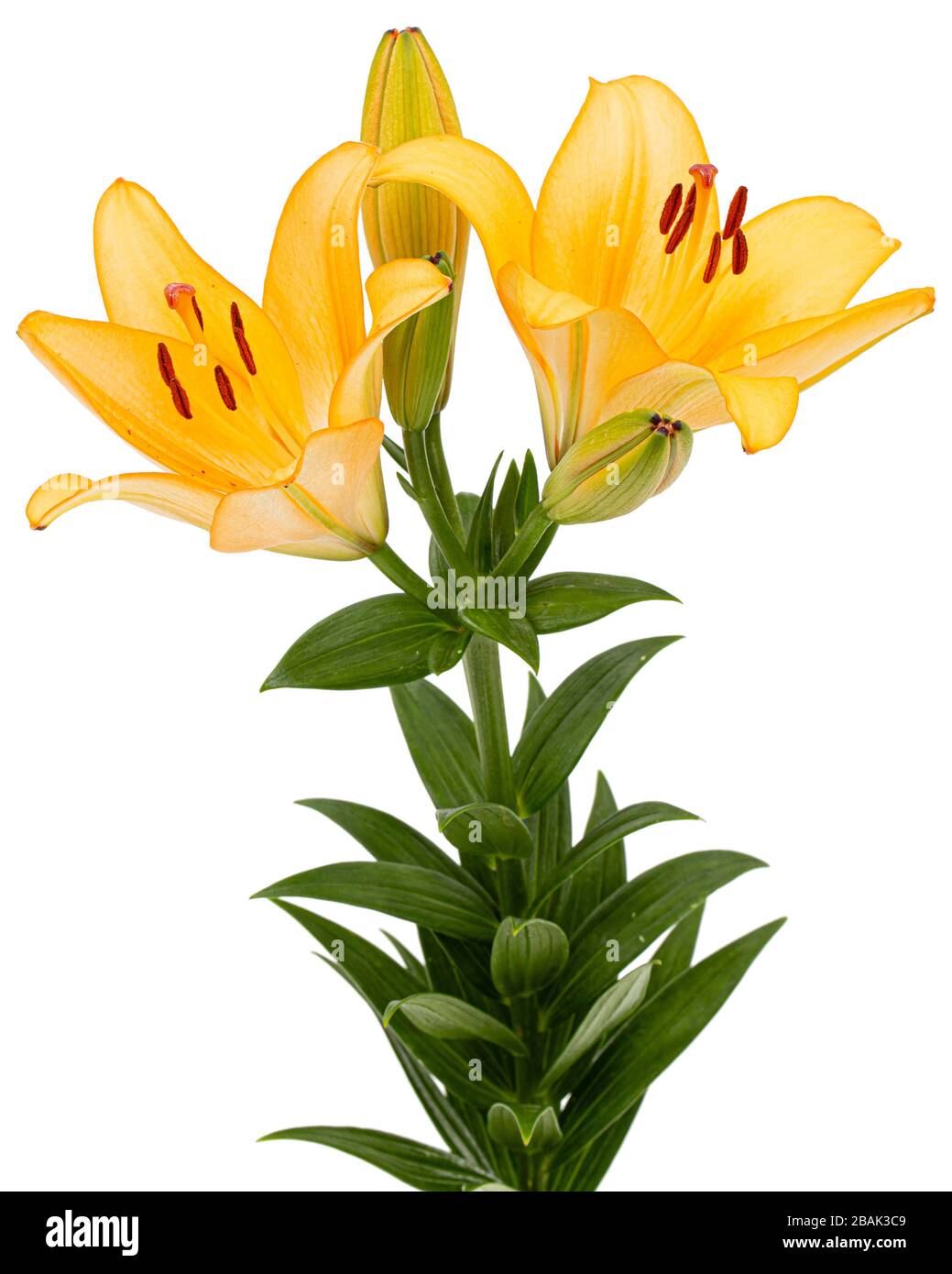 Flower of yellow lily, isolated on white background Stock Photo - Alamy