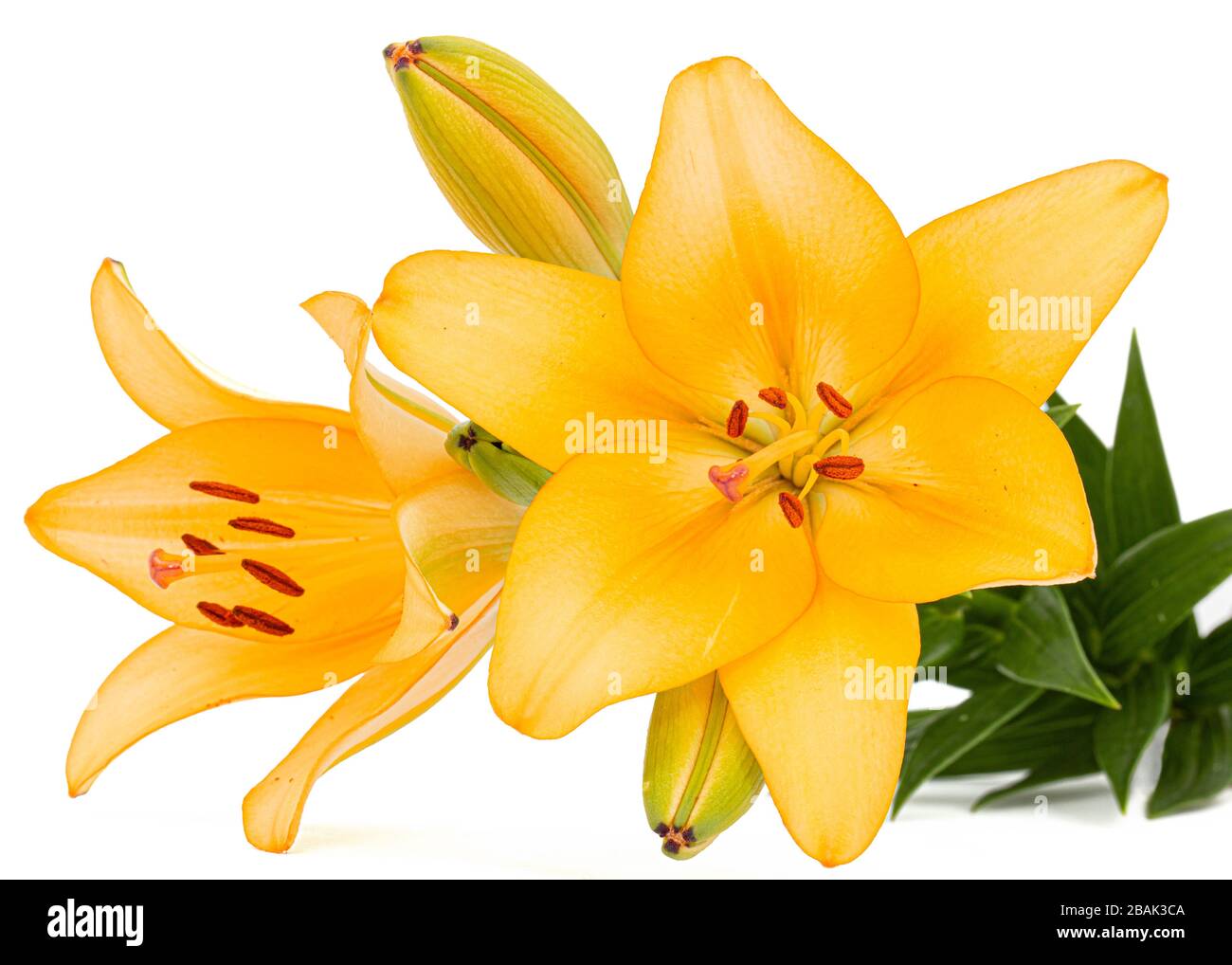 Flower of yellow lily, isolated on white background Stock Photo - Alamy