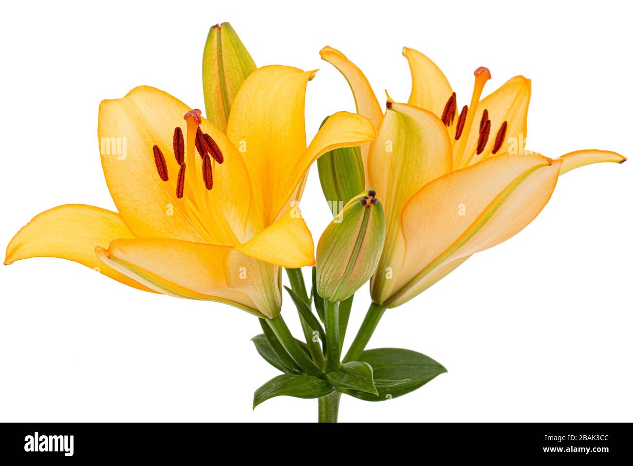 Flower of yellow lily, isolated on white background Stock Photo - Alamy