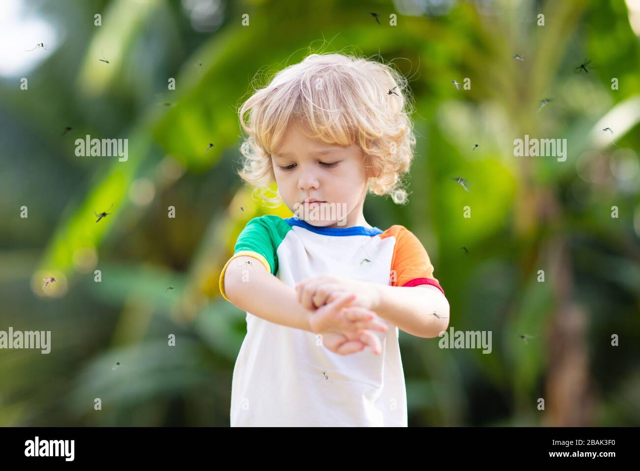 Mosquito on kids skin. Little boy attacked by mosquitoes in tropical forest. Insect repellent. Malaria and dengue fever prevention. Child scratching i Stock Photo