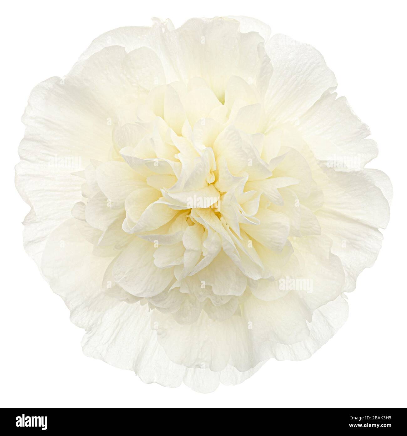 White flower of mallow, isolated on white background Stock Photo - Alamy