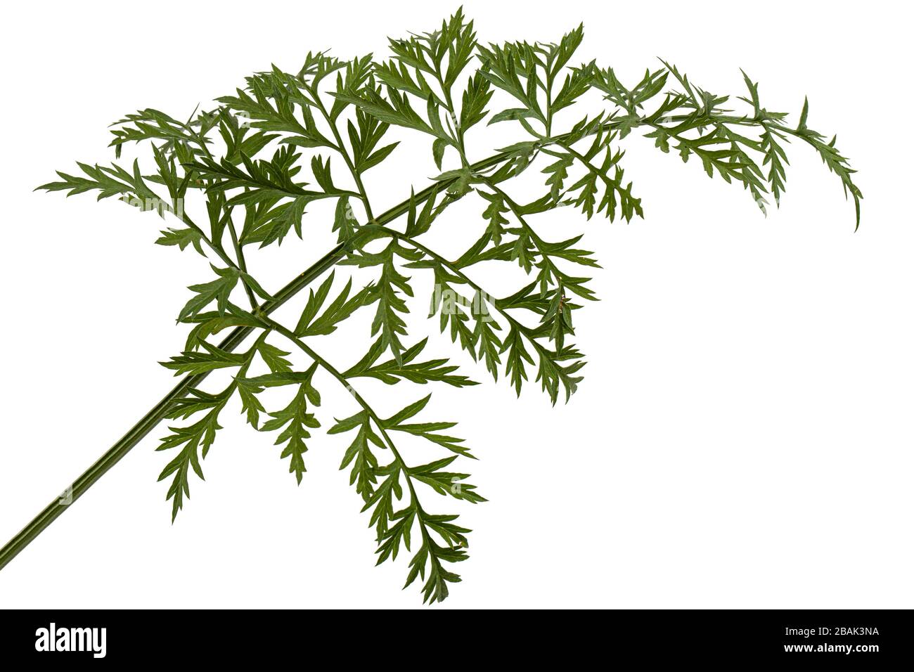 Green leafs of carrot, isolated on white background Stock Photo - Alamy