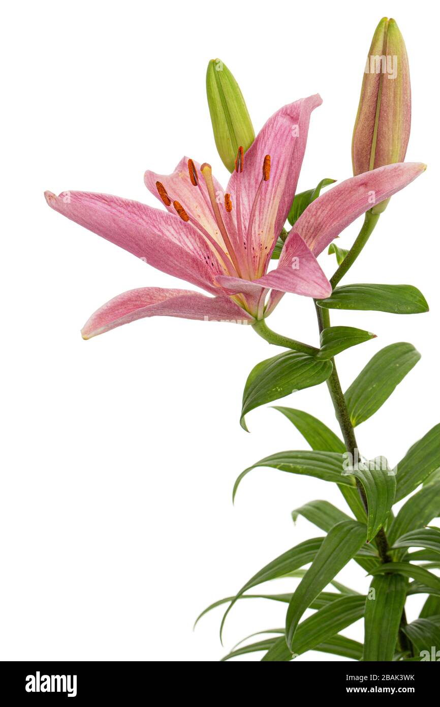 Flower of pink lily, isolated on white background Stock Photo - Alamy