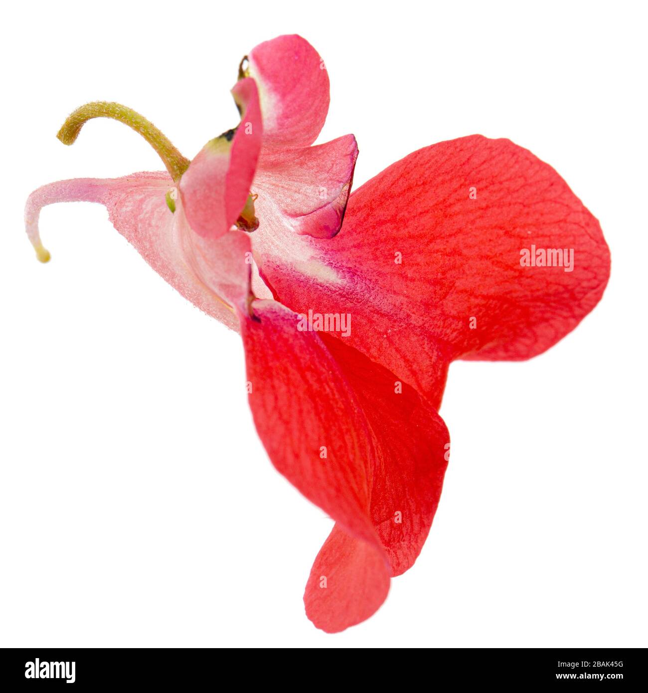 Scarlet flower of Impatiens balsamina, garden balsam jewelweed touch-me-not plant, isolated on white background Stock Photo
