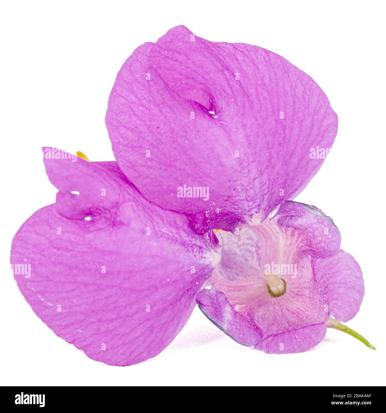 Violet flower of Impatiens balsamina, garden balsam jewelweed touch-me-not plant, isolated on white background Stock Photo