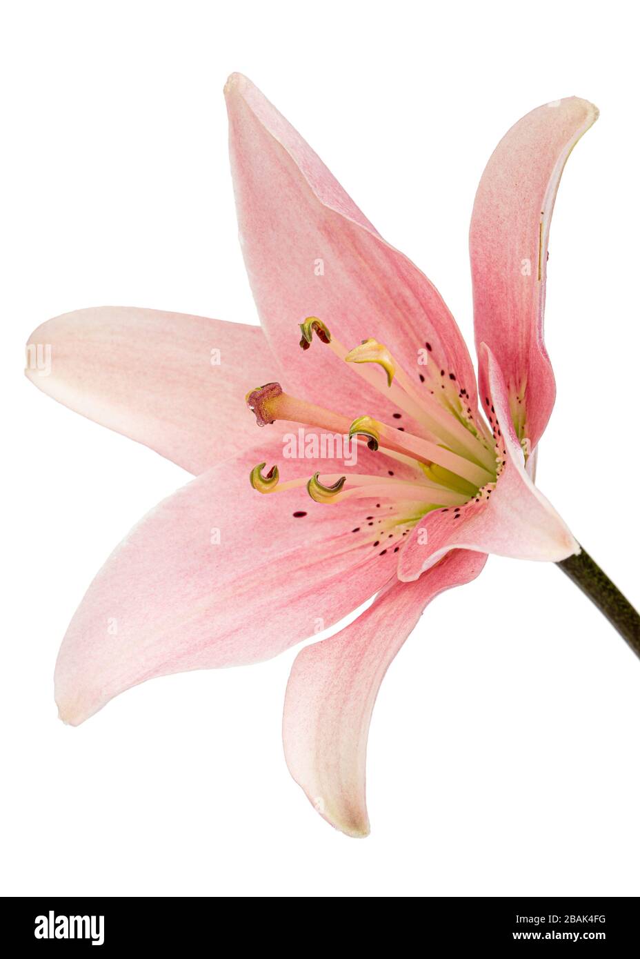 Flower of pink lily, isolated on white background Stock Photo Alamy