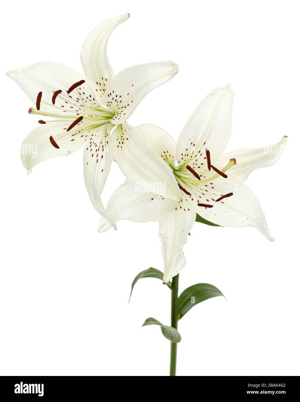 Flower of white lily, isolated on white background Stock Photo - Alamy