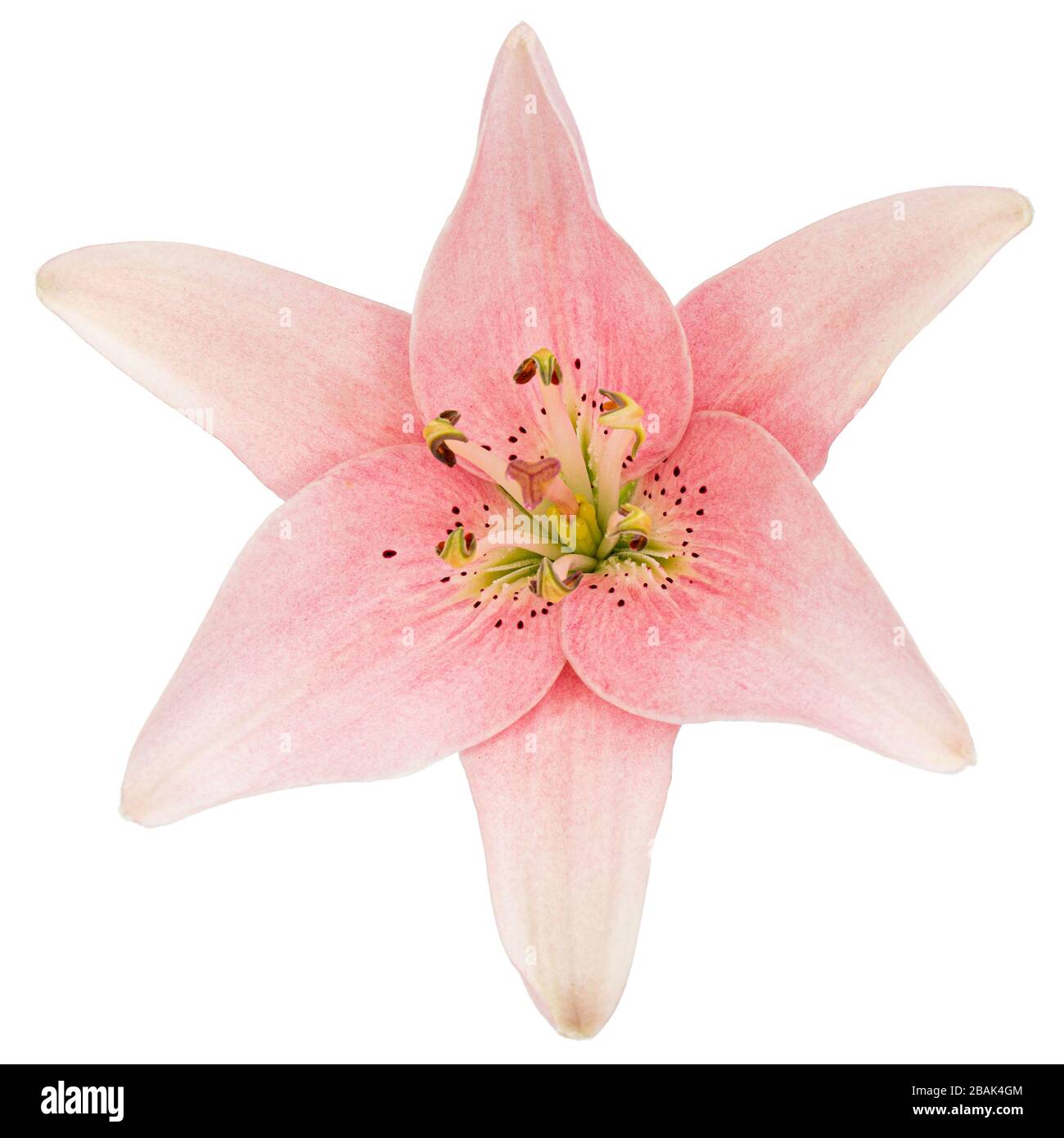 Flower of pink lily, isolated on white background Stock Photo - Alamy