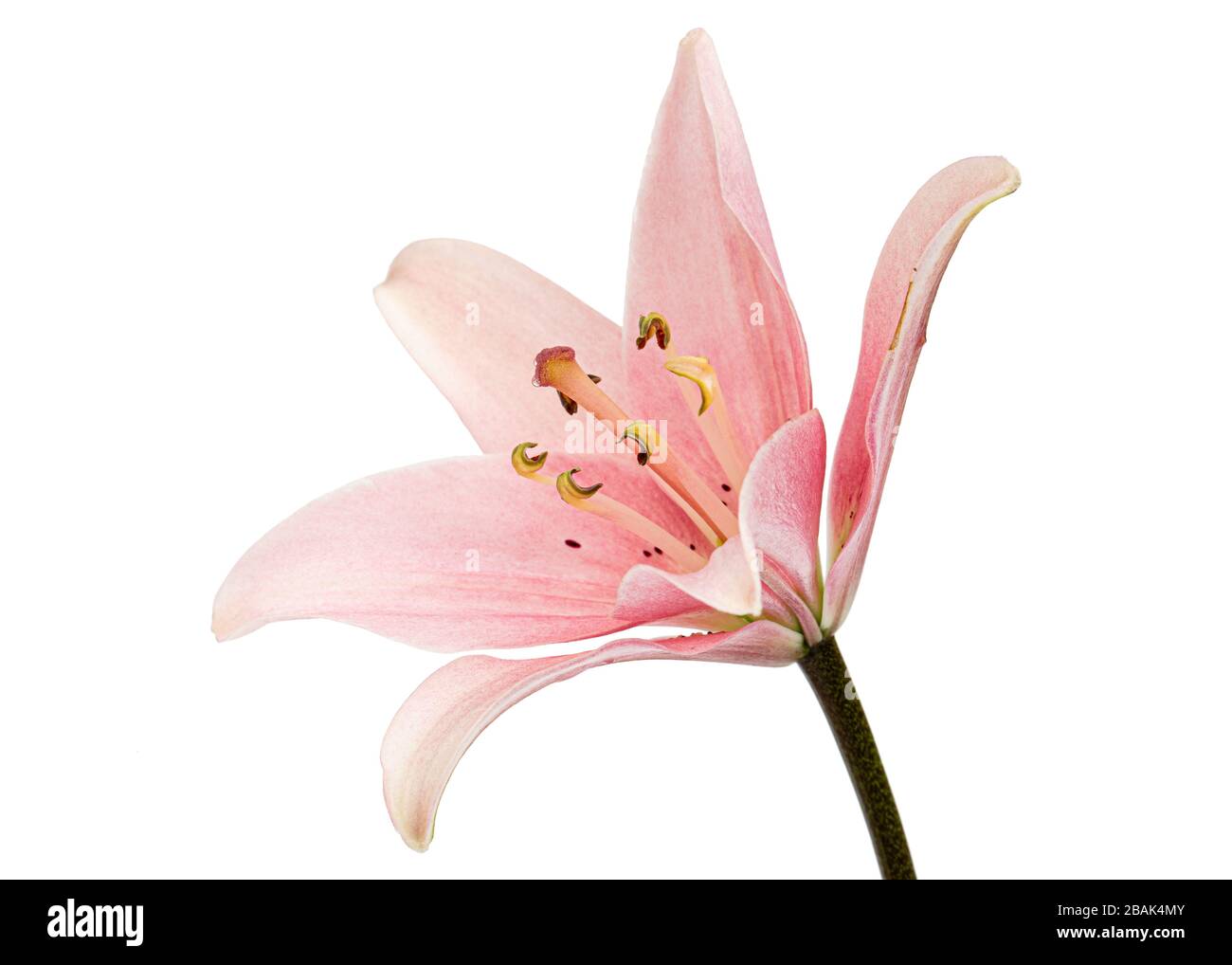 Flower of pink lily, isolated on white background Stock Photo - Alamy
