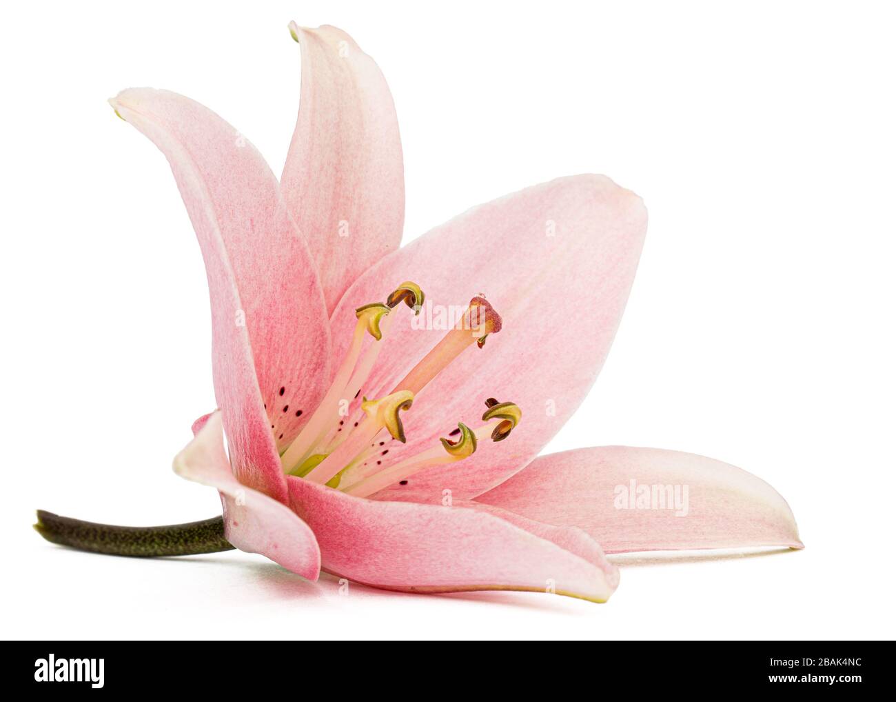 Flower of pink lily, isolated on white background Stock Photo - Alamy