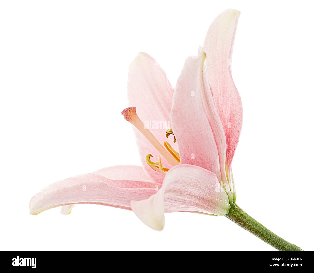 Flower of light pink lily, isolated on white background Stock Photo - Alamy