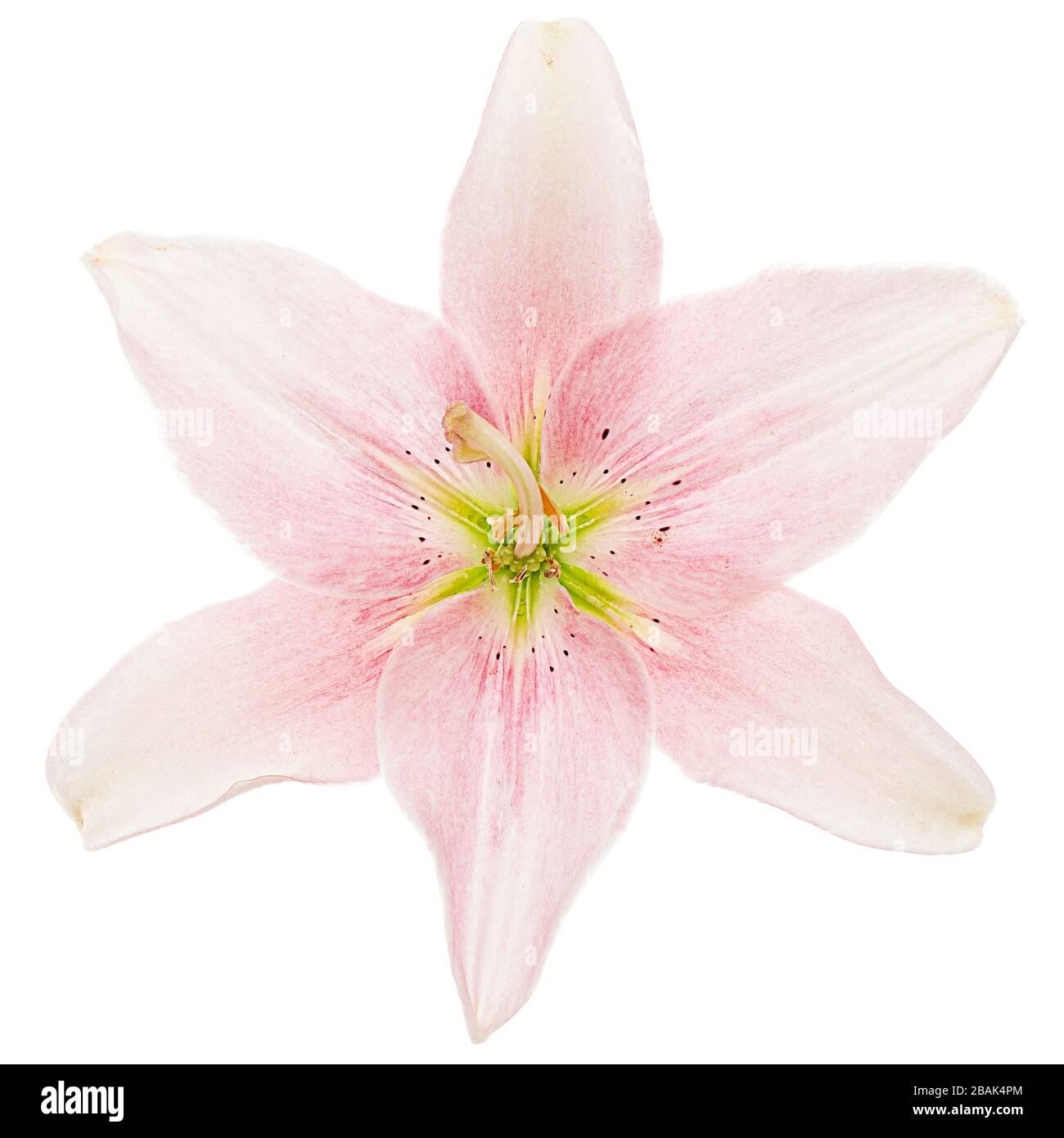 Flower of light pink lily, isolated on white background Stock Photo - Alamy