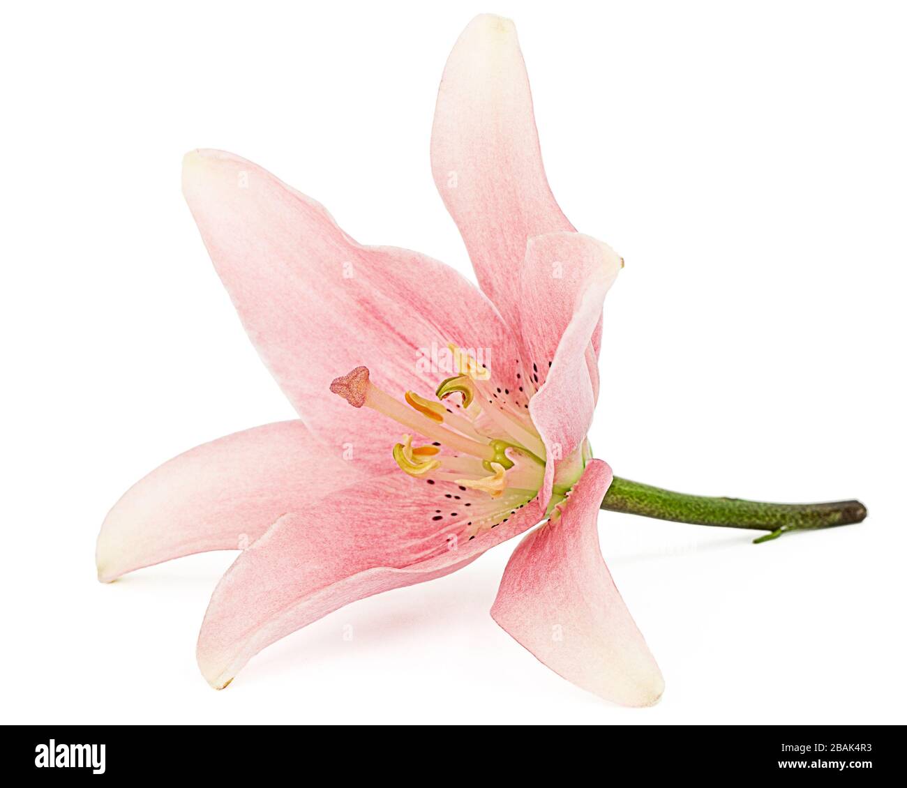 Flower of light pink lily, isolated on white background Stock Photo Alamy