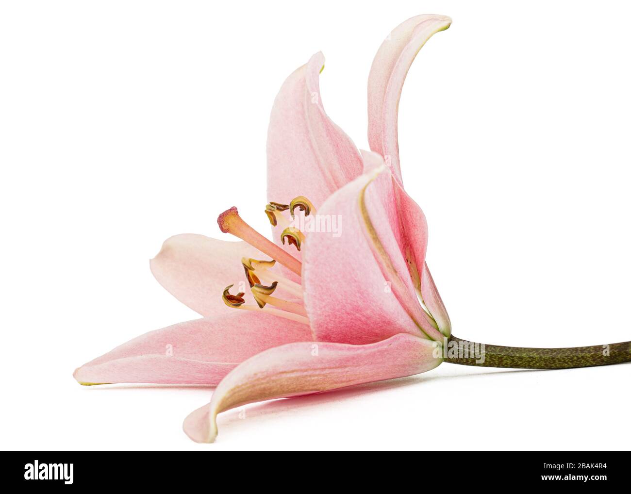Flower of pink lily, isolated on white background Stock Photo - Alamy