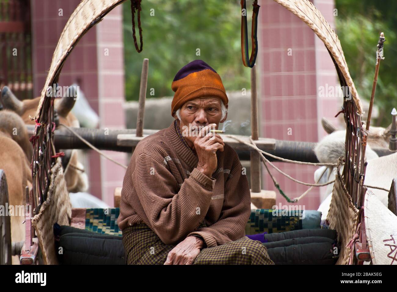 A portrait of a zebu taxi driver smoking a cigar, Mingun, Myanmar Stock Photo