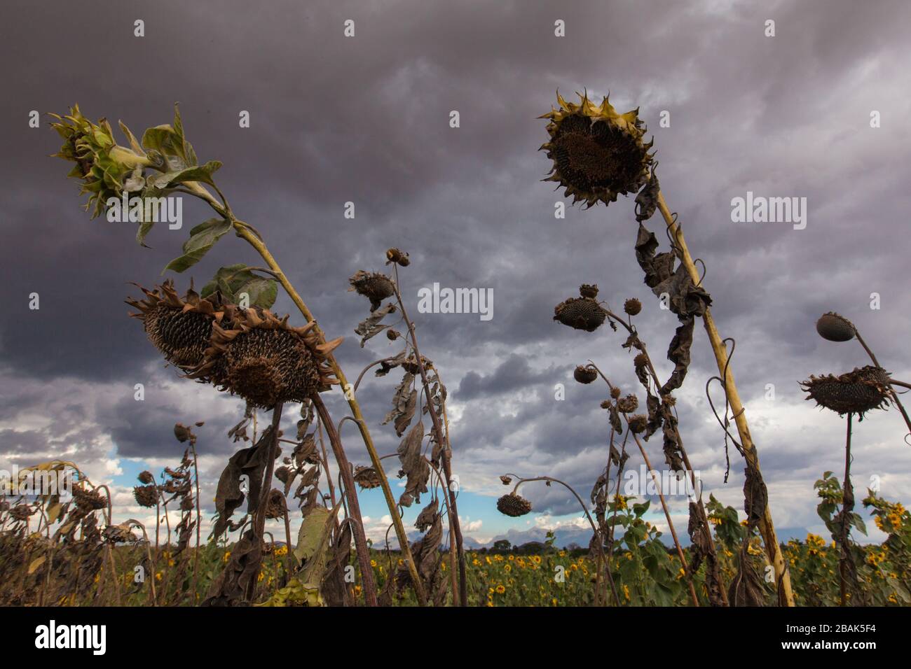 Field of dying sunflowers beneath storm clouds in southern Malawi. Stock Photo