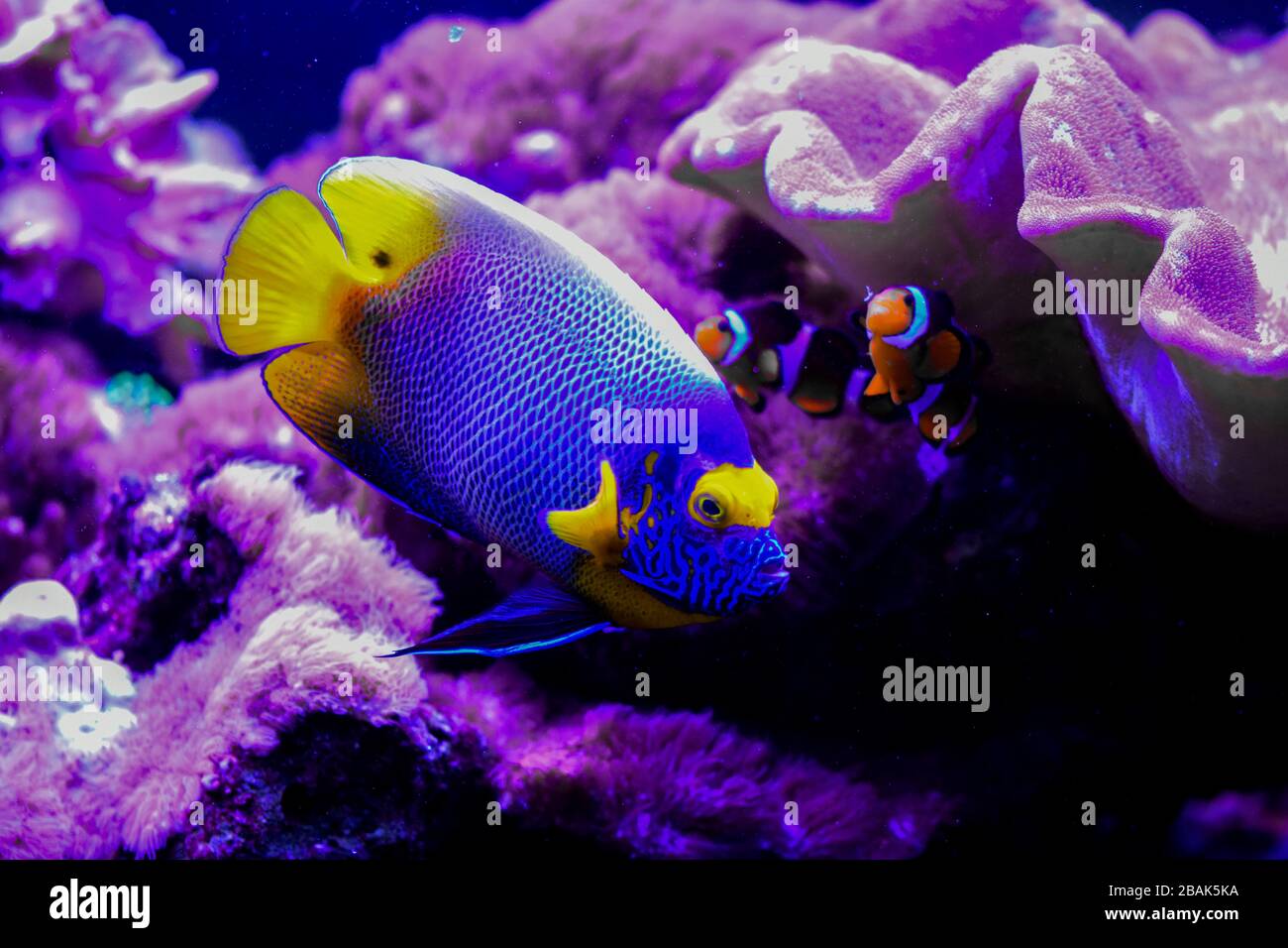 Pomacanthus xanthometopon, the blueface angelfish or the yellowface angelfish from  Indo-Pacific Stock Photo