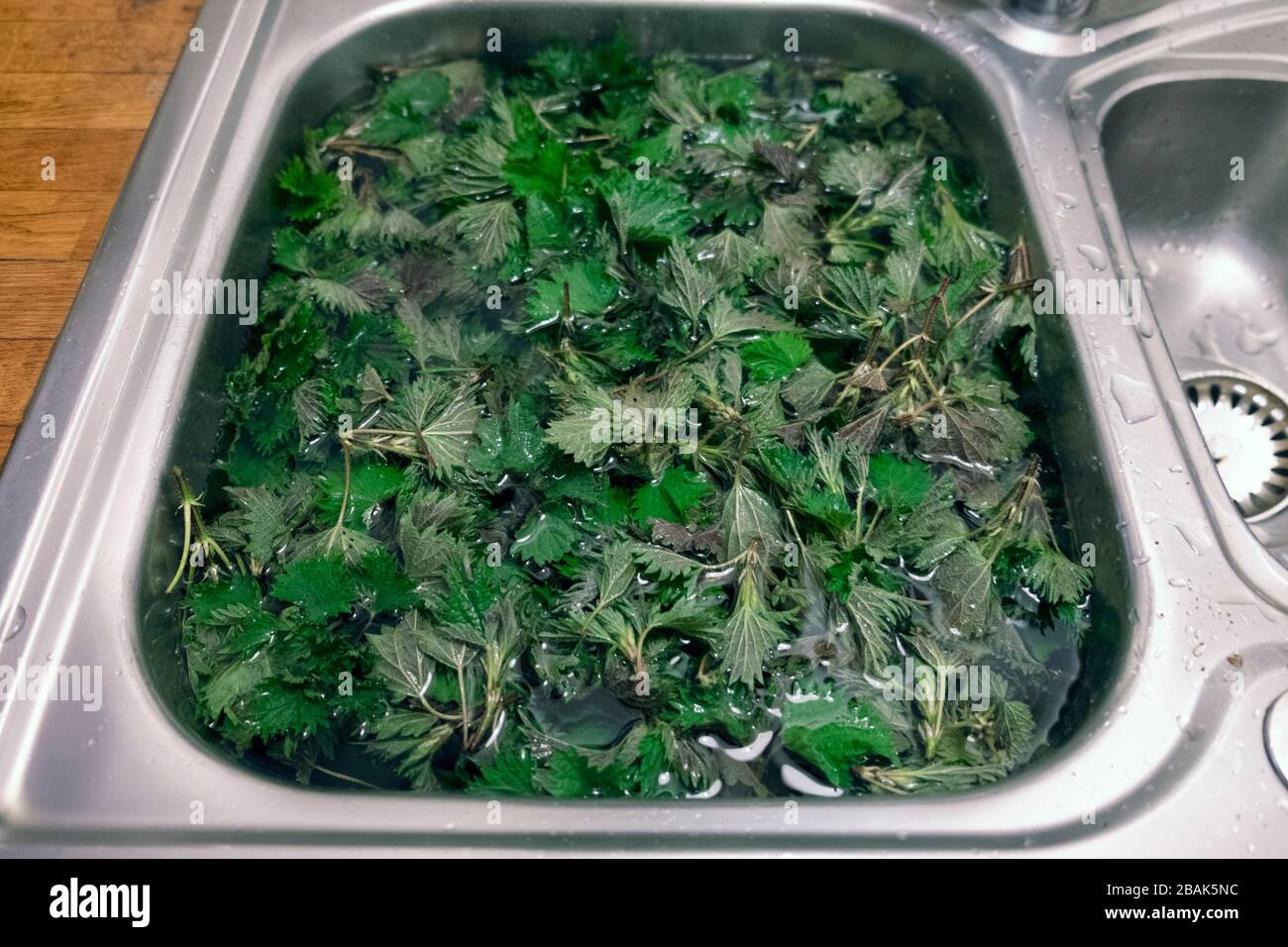 Fresh picked forage green nettles rinsing in water in kitchen sink before making iron rich nettle soup spring Carmarthenshire Wales UK. KATHY DEWITT Stock Photo