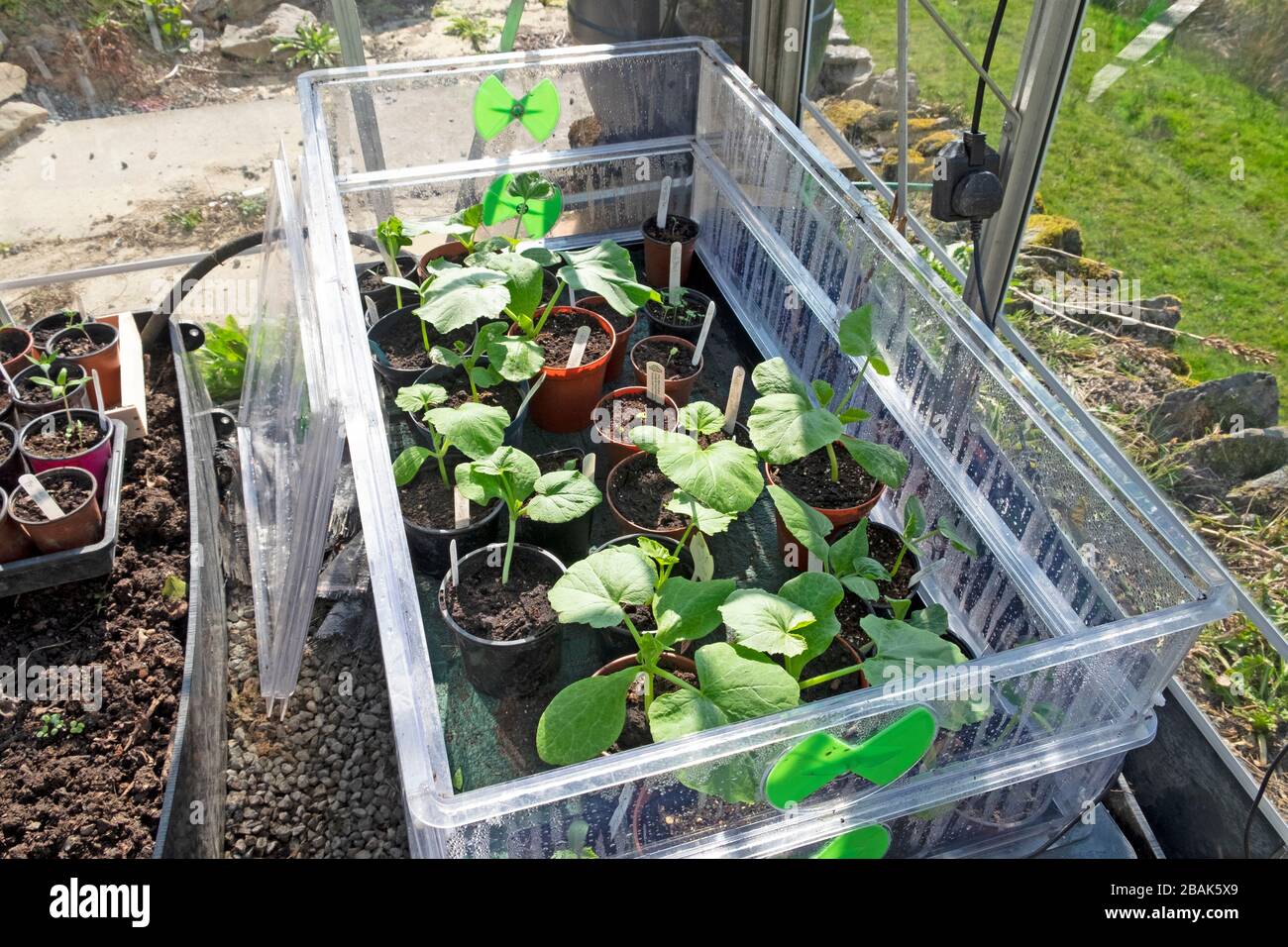 Courgette plants growing in plastic cloche or seed propagator cold frame March in a greenhouse interior in Carmarthenshire Wales UK    KATHY DEWITT Stock Photo