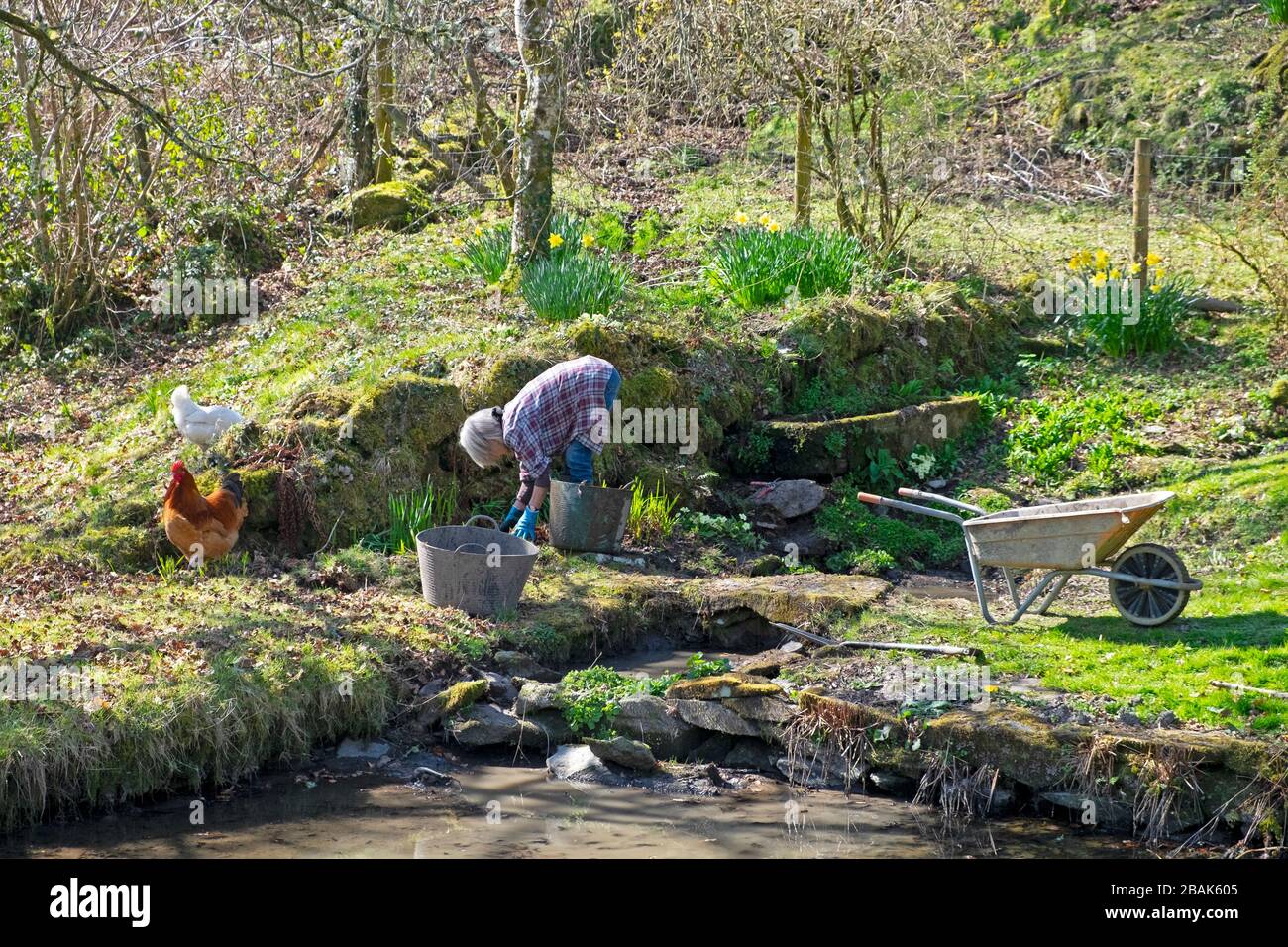 Woman gardener bending over clearing weeds around a small pool, pond