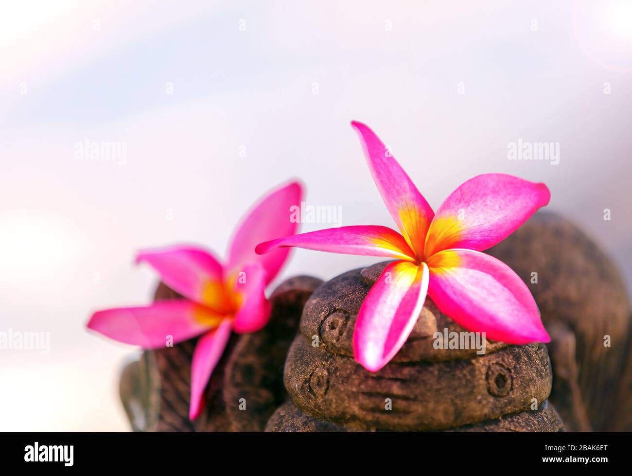 Pink Frangipani flowers on rock with blurred background Stock Photo