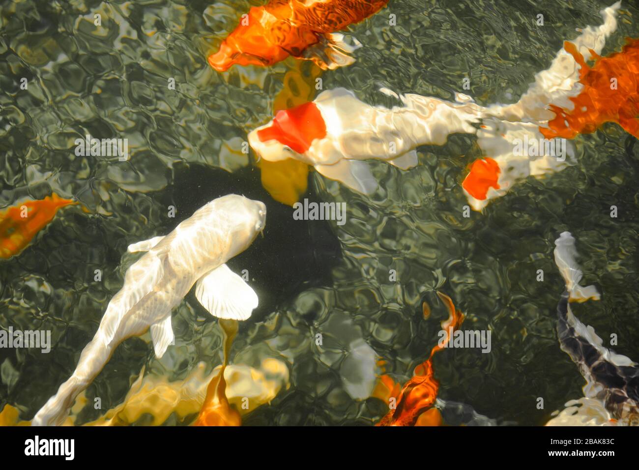 KOI Carp or nishikigoi. Colored varieties of Amur carp (Cyprinus rubrofuscus, Cyprinus carpio) Stock Photo